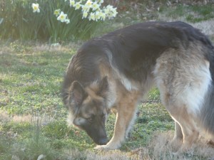Gus playing keep away instead of fetch