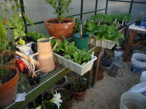 Chock-full greenhouse with amaryllis blooming beneath benches