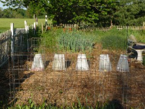 Tomatoes in Walls o' Water