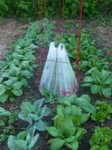Tomato in Wall in the midst of greens