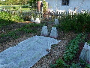 Tomatoes inside Walls o' Water after a night's frost