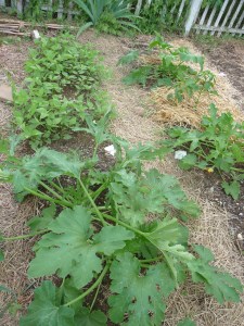 Bean plants before the zukes grew, produced and collapsed