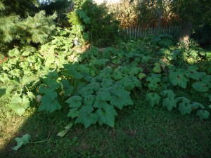 Pumpkin Vines in the Compost