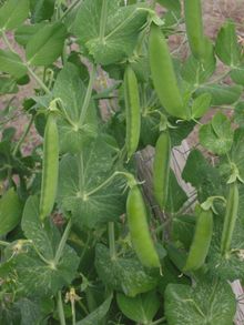 Peas ready to harvest