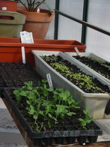 Peas seeded 3/12/14 and 3/22/14 just poking thru