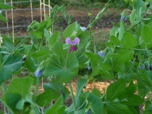 Purple pod pea vines and blooms