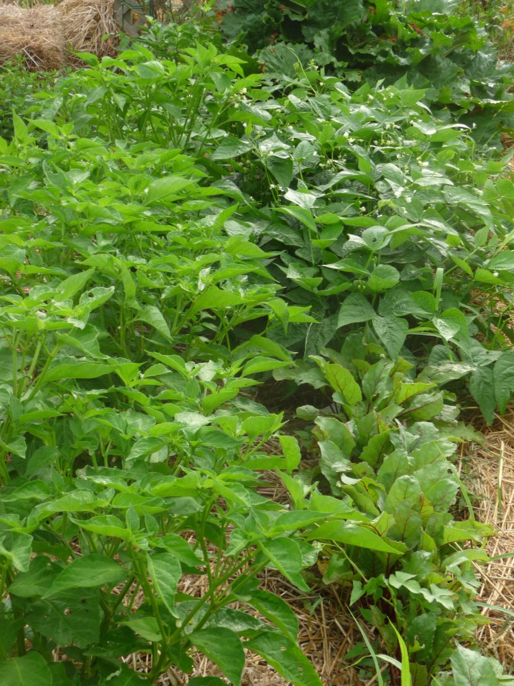 Second planting of beans setting blooms