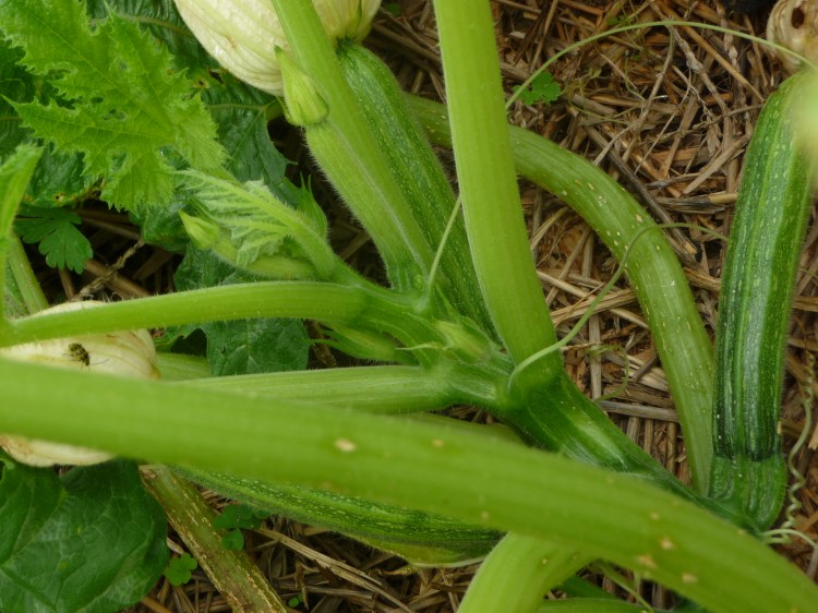 Gadzukes zucchini still producing on October 15