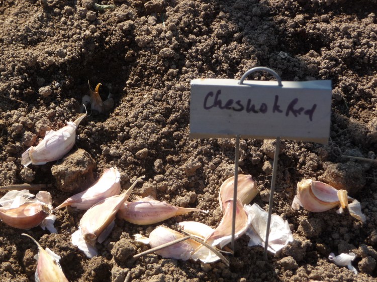 Chesnok Red hardneck garlic cloves ready to plant