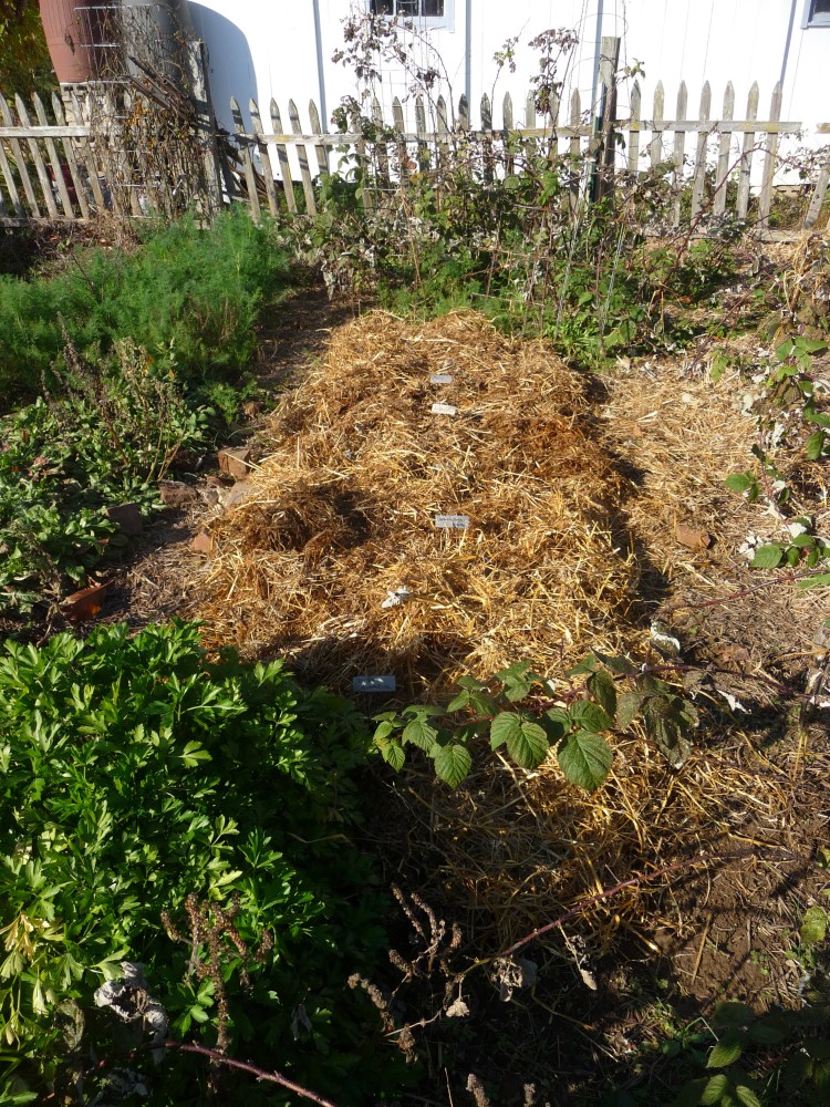 Garlic bed planted on 24 November
