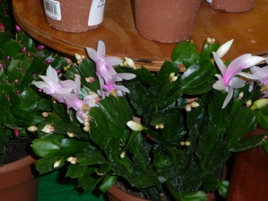 Christmas cactus.JPG