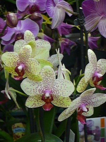 Phaelanopsis 3