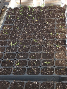 Tomatoes seeded March 15 last year (2015)