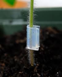 Tomato graft held in place with a graft clip