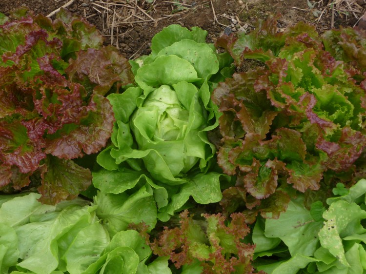 Red ruffles and butterhead